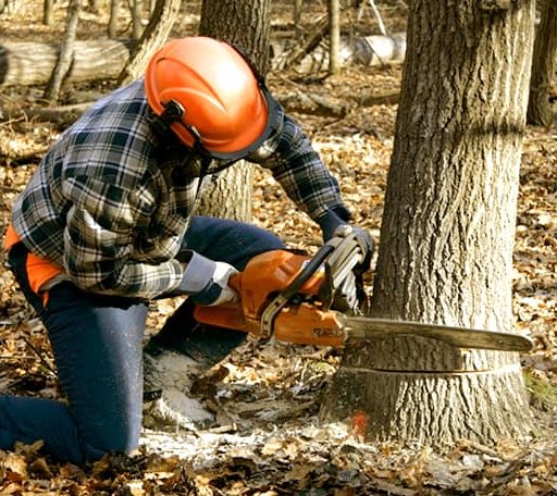 Tree Removal in Mesa Verde National Park, CO